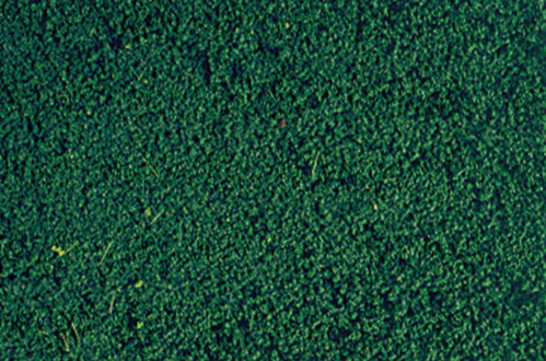 Mata Zielona - Image 1